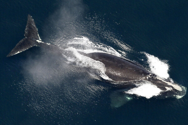 A North Atlantic right whale swims in the waters off New England, May 25, 2024. The species is critically endangered, but technology might help create conditions that enable the population to stabilize.